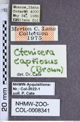 Etiketten zu Proludius captiosus (Brown, 1939) (NHMW-ZOO-COL-0008341)